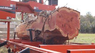 Incredible Boards From A Rare Cedar