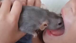 RAT KISS - the rat kissed the little girl