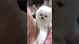 shorts 두 명의 작은 녀석들 와서 산을 오르십시오   doglife teacupdogs cute interesting