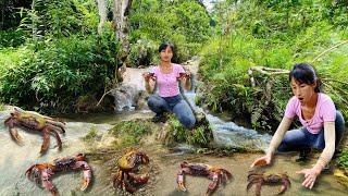 After the rain I went up the mountain to catch stone crabs and harvested a lot of stone crabs