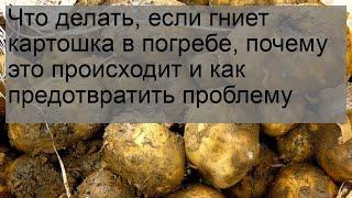 Что делать если гниет картошка в погребе почему это происходит и как предотвратить проблему