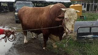 LANGON SAPI SIMMENTAL MILIK ABAH JUNED  PRENG TRISULA JEMBER