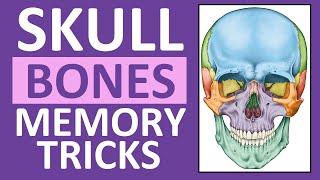 Skull Bones Mnemonic Cranial and Facial Bones  Anatomy and Physiology