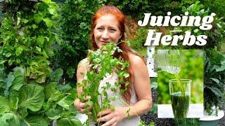 Juicing herbs  Hydroponic herbs  Herb Juice for health and wellness.