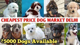 सबसे सस्ता डॉग मार्केट  Delhi Jama Masjid Dog Market  Real dog market in Delhi All India Delivery