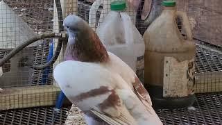 Agaran Tasman pigeons in USA   Агараны голуби в Штатах