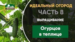 Выращивание и уход за огурцами в теплице - Идеальный огород. Часть 8