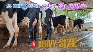 S.GOPAL DAIRY FARM GOOD QUALITY HF and JERSEY cow for sales in Tamilnadu kerala #cowsales #madusales