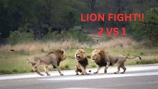 INTENSE lion fight 2 vs 1