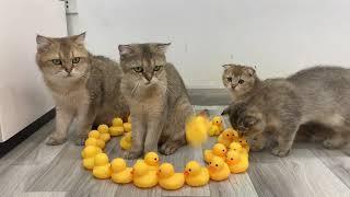 Funny cats like to sit in the circle of duck toys