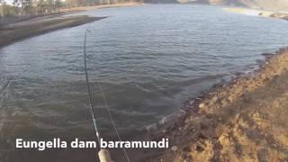 Eungella dam Barramundi