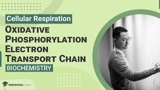 Oxidative Phosphorylation Electron Transport Chain