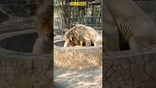 Lion  Mating #whitelion #shorts