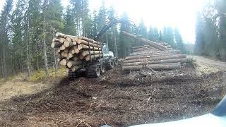 Logset 8F unloading big spruce logs