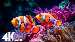 Aquarium 4K VIDEO ULTRA HD  Amazing Beautiful Coral Reef Fish - Relaxing Sleep Meditation Music