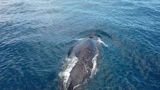 Whales On Oahu. Feb 11 2021.