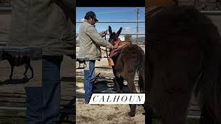 Calhoun First time getting saddled.