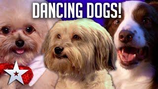 DANCING DOGS  Britains Got Talent