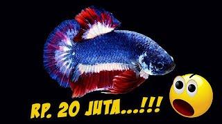 TEMBUS 20 JUTA... Inilah 10 Jenis Ikan Cupang Paling Mahal Yang Pernah Ada