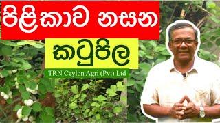 Katupila  පිළිකාව නසන කටුපිල  Ceylon Agri  Episode 71