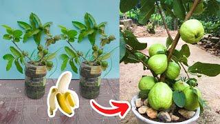 How to propagate guava by cutting Banana Method of rooting in water