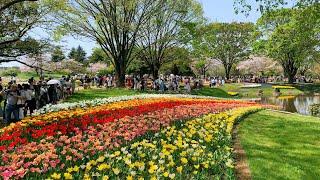 国営昭和記念公園のチューリップフェスティバル2024.4.14Showa Kinen Park Tulip Festival