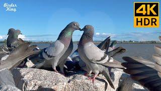 Cat TV for Cats to Watch  Pigeons in love. Party of blackbirds ducks  8 Hours4K HDR