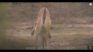 Indian wild Asses mating