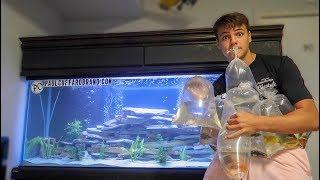 BUYING NEW FISH for AQUARIUM