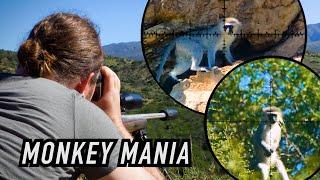 Blasting Monkeys & Baboons in South Africa  Baviaanskloof Hunting Series pt.3