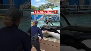 Orca Whale Kiss with Trua and Makaio  #killerwhale #seaworld #shorts
