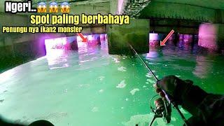 Ganas nya Ikan Kakap Putih Yang tak pernah di pancing