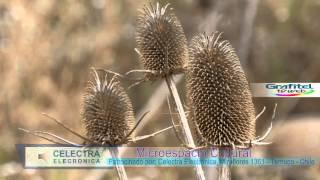 Carda Cardencha Dipsacus fullonum