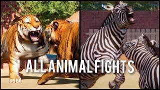 Planet Zoo Update 1.17 ALL ANIMAL FIGHTS