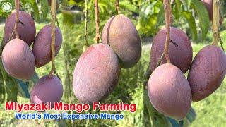 Miyazaki Mango Farming Successful   Egg Of The Sun Mango  Contact  9333227579