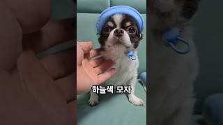 하늘색 모자가 잘 어울리는 뚠뚜니 강아지 #강아지모자 #치와와 #chihuahua