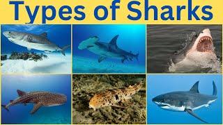 Types of Sharks  Learn Different types of sharks