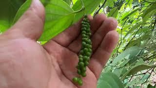 BLACK PEPPER PAMINTA - HARVESTING - PART 2