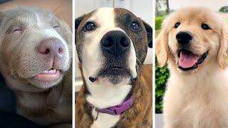 Funny PUPPIES Compilation  Most Viral DOGS on the internet 