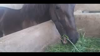 makan segenggam rumput sebelum campuran