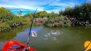 Este Lugar esta REPLETO de Pargos y Robalos  Pesca en Manglar