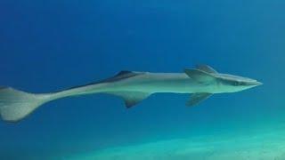 Facts The Remora