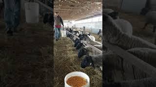 Sheep Being Fed Grain