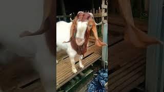 Kambing Boer Super Jumbo #shortvideo