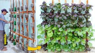 No need for a garden Turn a small wall into a lush vegetable garden to provide for the family