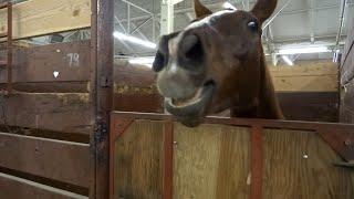 30 Minutes of HILARIOUS Horses  Best Compilation