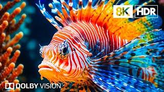 Undersea Kingdom in 8K HDR  Dolby Vision™