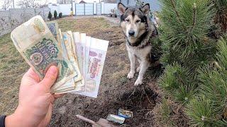 ХАСКИ ОТКОПАЛ КЛАД  собаки нашли старые деньги и монеты во дворе