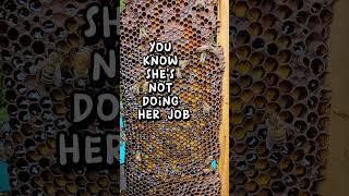 ️ TOO MUCH POLLEN? Sign of an Old Queen Honey Bee #beekeeping101