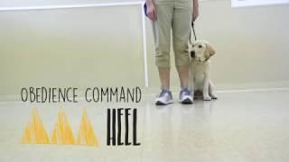 Obedience Command - Heel